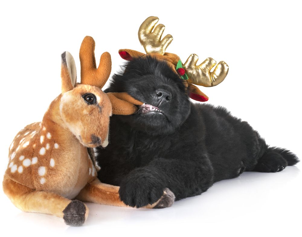 The Gossip Column, December 11, 2020